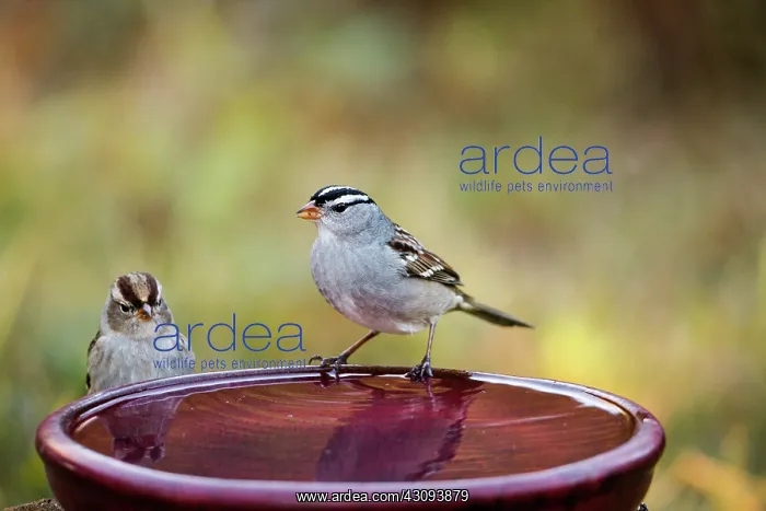 : White-Crowned Sparrows : White-Crowned Sparrows