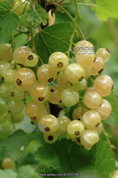 : White Currant Berries : White Currant Berries