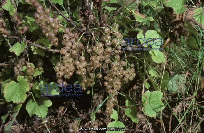  : White currant fruit