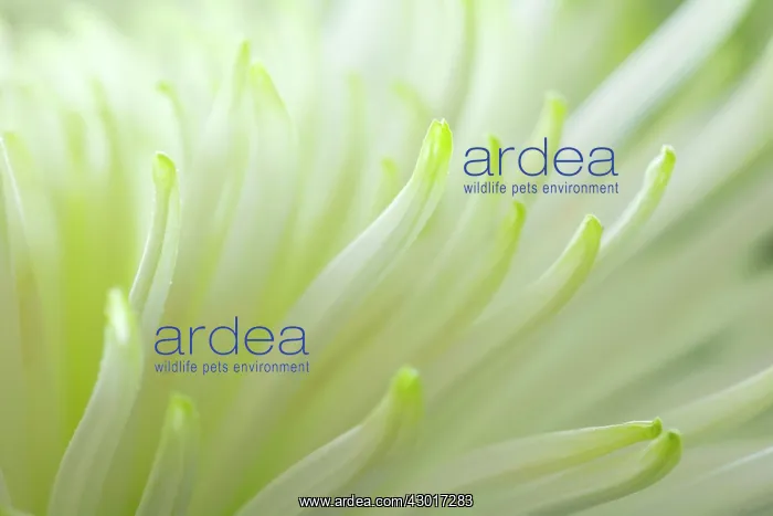  : White Dahlia detail of flower Autumn