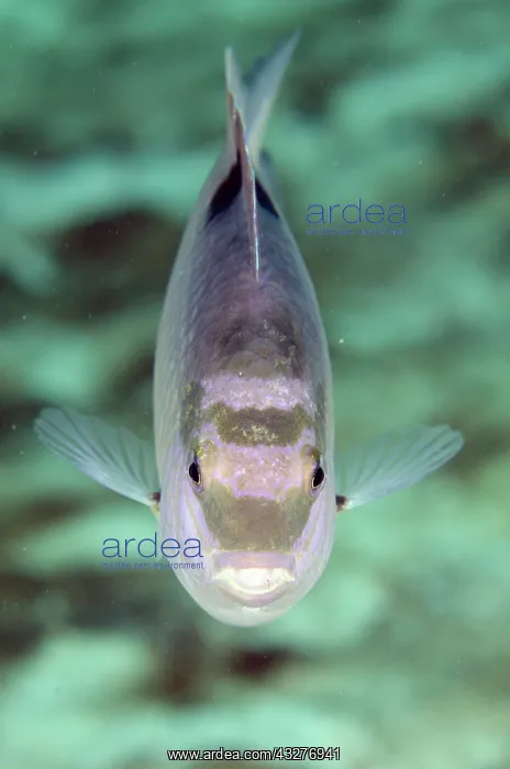 : White Damselfish - Post 1 dive site, Menjangan Island, Bulel : White Damselfish - Post 1 dive site, Menjangan Island, Bulel