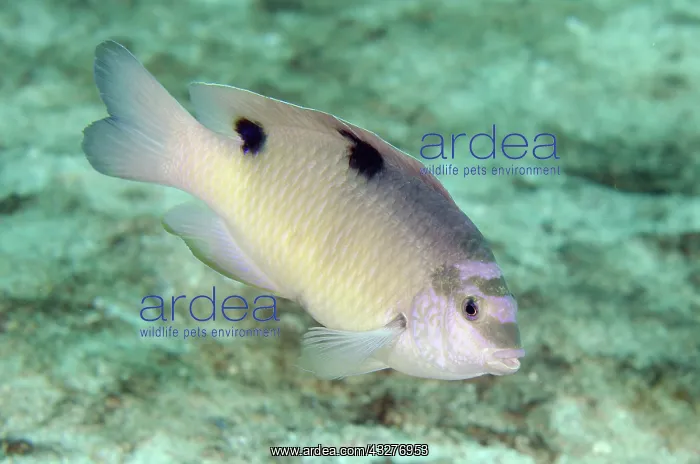 : White Damselfish - Post 1 dive site, Menjangan Island, Bulel : White Damselfish - Post 1 dive site, Menjangan Island, Bulel