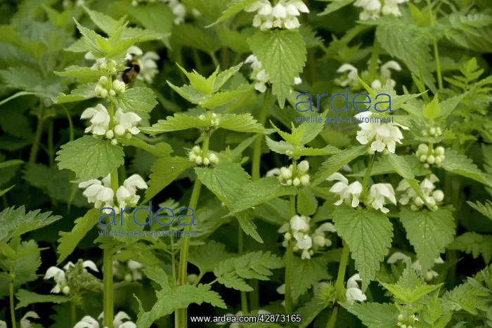 : White dead-nettle : White dead-nettle