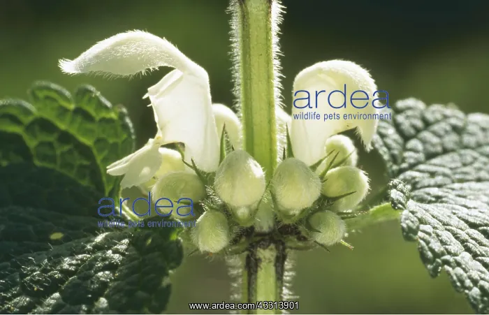 : White Dead-Nettle - flower, close-up : White Dead-Nettle - flower, close-up