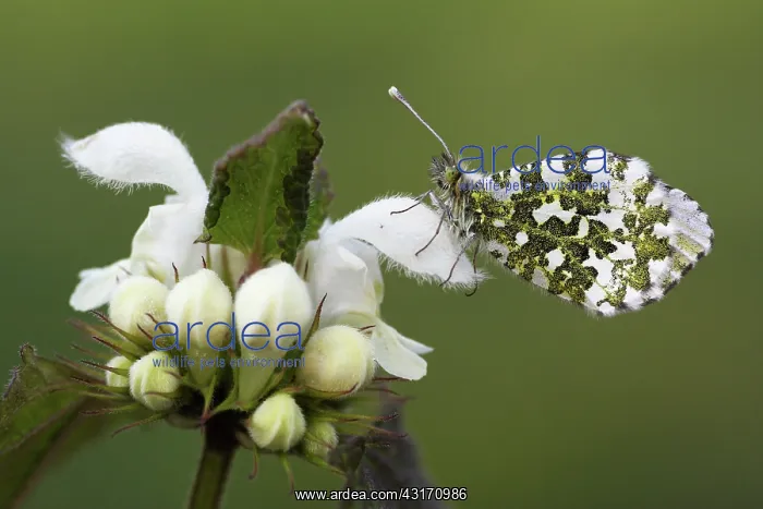 : White Deadnettle : White Deadnettle