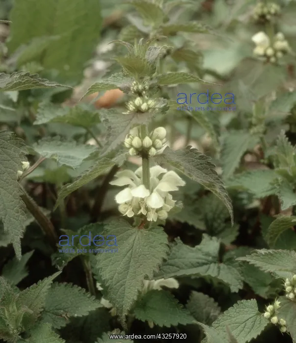 : White Deadnettle : White Deadnettle