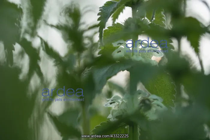 : White Deadnettle : White Deadnettle