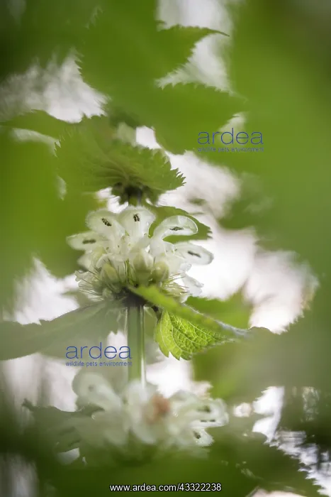 : White Deadnettle : White Deadnettle
