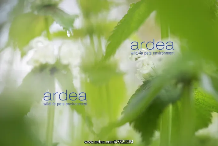  : White Deadnettle