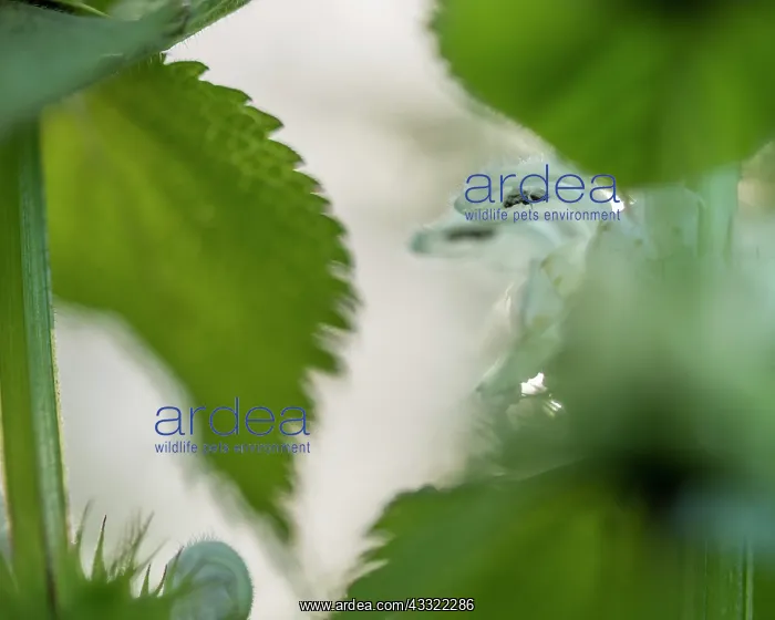 : White Deadnettle : White Deadnettle
