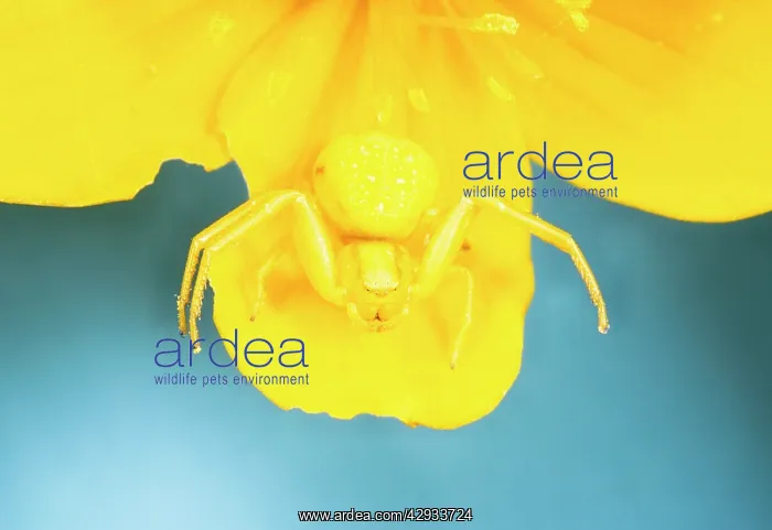 : White Death Crab Spider - Spider changes colour : White Death Crab Spider - Spider changes colour
