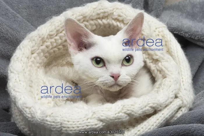  : White Devon Rex cat indoors