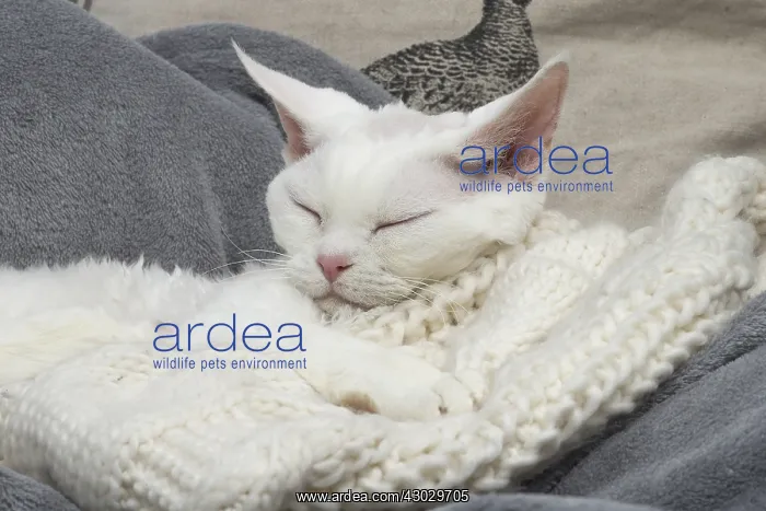 : White Devon Rex cat indoors
