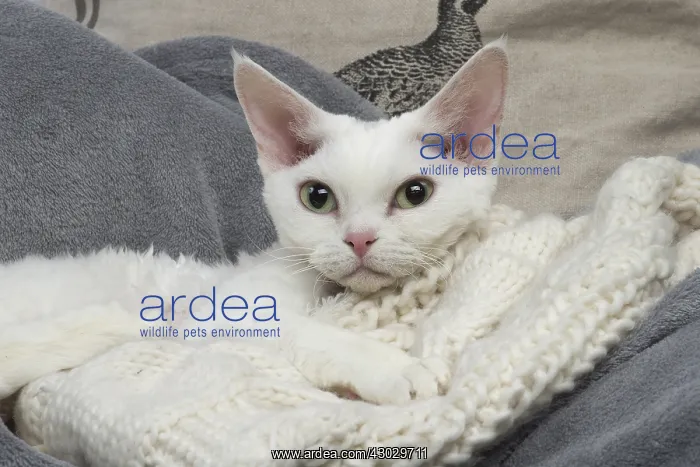  : White Devon Rex cat indoors