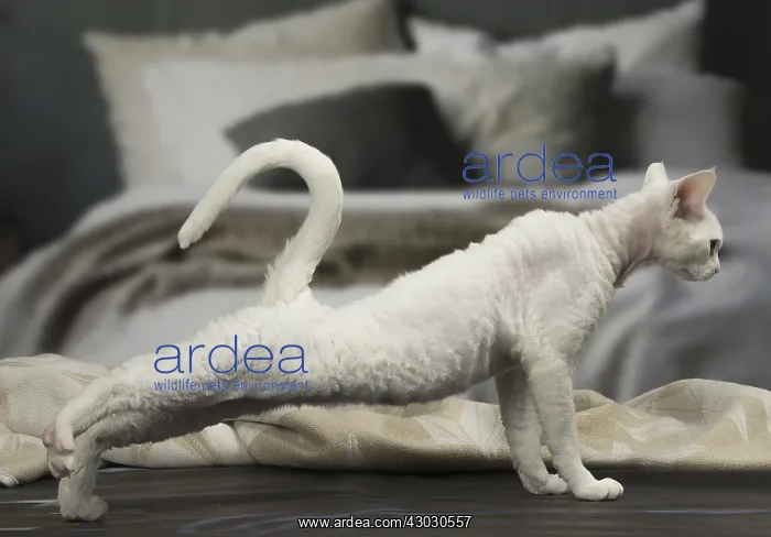 : White Devon Rex cat indoors : White Devon Rex cat indoors