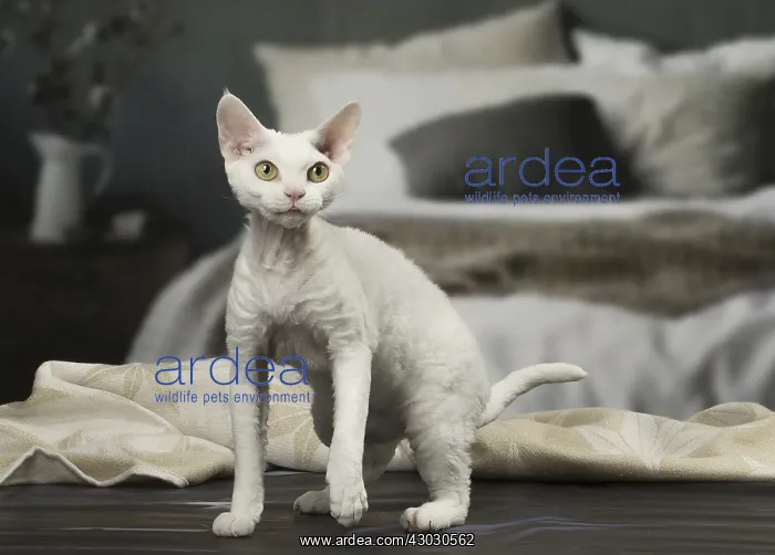  : White Devon Rex cat indoors