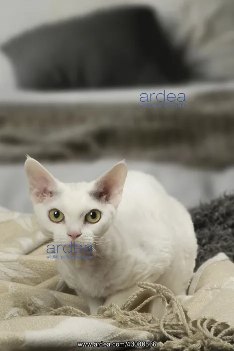  : White Devon Rex cat indoors