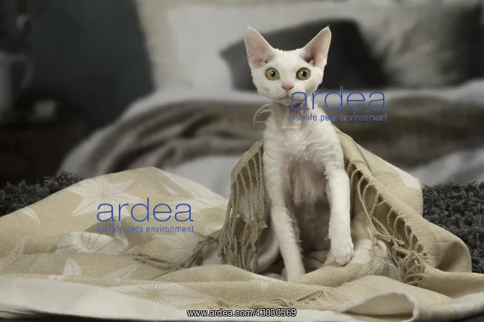  : White Devon Rex cat indoors