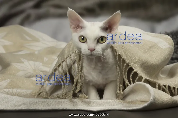  : White Devon Rex cat indoors