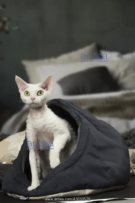  : White Devon Rex cat indoors