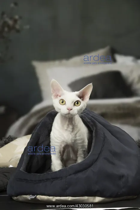  : White Devon Rex cat indoors
