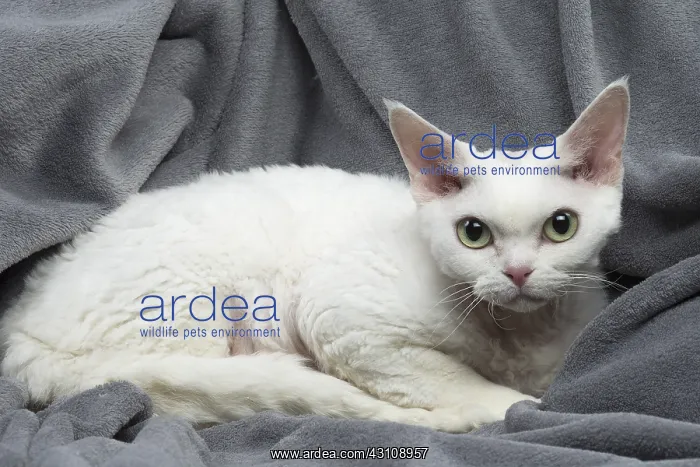  : White Devon Rex cat indoors