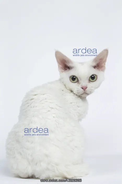  : White Devon Rex cat in the studio
