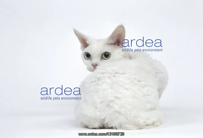  : White Devon Rex cat in the studio