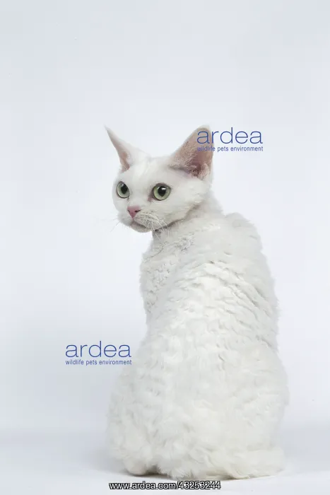  : White Devon Rex cat in the studio