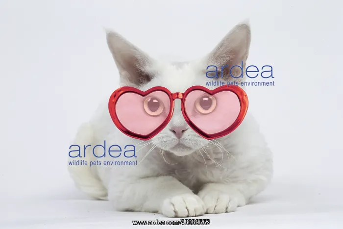 : White Devon Rex Cat wearing heart shaped glasses : White Devon Rex Cat wearing heart shaped glasses