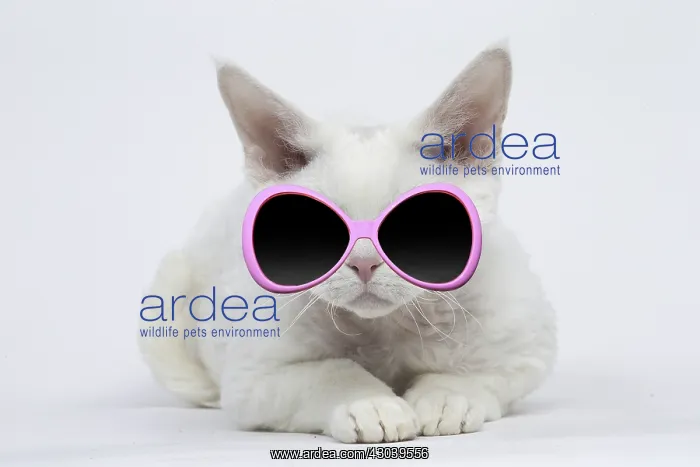 : White Devon Rex Cat wearing sunglasses : White Devon Rex Cat wearing sunglasses