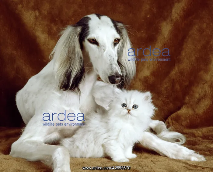  : White Dog and Cat