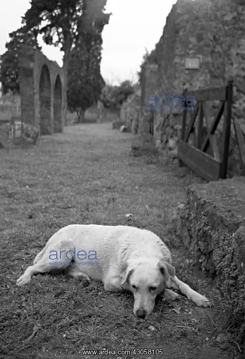 : White Dog lying in an ancient alley in Pompeii Italy : White Dog lying in an ancient alley in Pompeii Italy