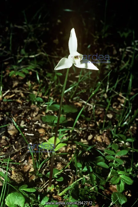  : White dog Orchid  /  Fuegian Orchid