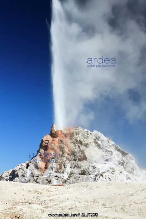 : White Dome Geyser - erupting Firehole Lake Drive : White Dome Geyser - erupting Firehole Lake Drive