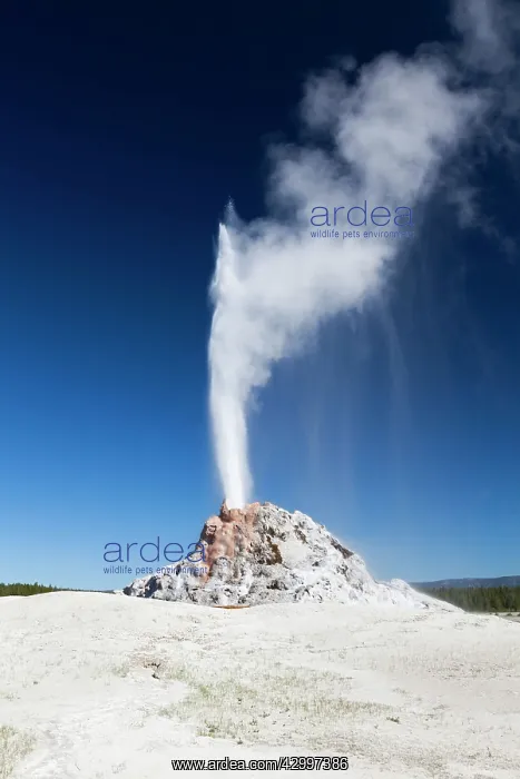 : White Dome Geyser - erupting Firehole Lake Drive : White Dome Geyser - erupting Firehole Lake Drive