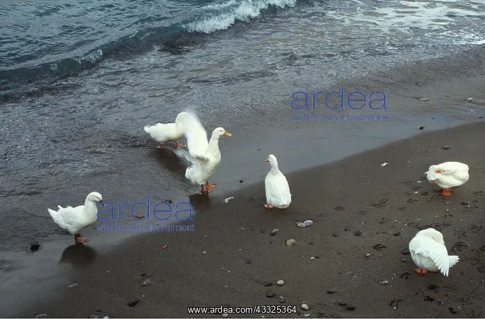 : WHITE DOMESTIC DUCKS - Enjoying the seaside : WHITE DOMESTIC DUCKS - Enjoying the seaside