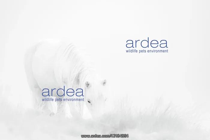 : White domestic horse (Equus caballus) in a meadow : White domestic horse (Equus caballus) in a meadow