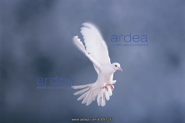 : White dove : White dove
