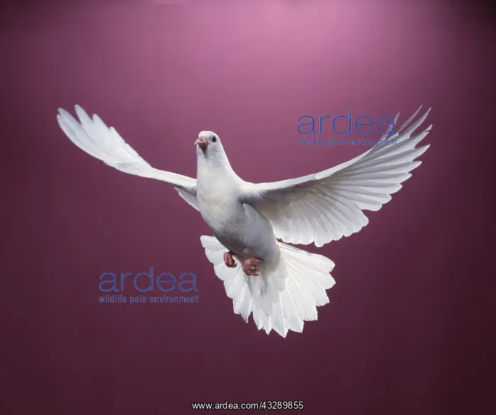 : WHITE DOVE / Rock Dove / Rock Pigeon - in flight, in studio : WHITE DOVE / Rock Dove / Rock Pigeon - in flight, in studio