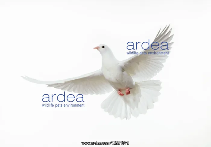 : WHITE DOVE / Rock Pigeon / Rock Dove - in flight : WHITE DOVE / Rock Pigeon / Rock Dove - in flight