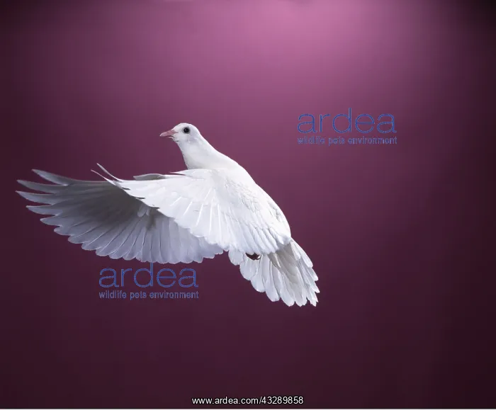 : WHITE DOVE / Rock Pigeon / Rock Dove - in flight : WHITE DOVE / Rock Pigeon / Rock Dove - in flight