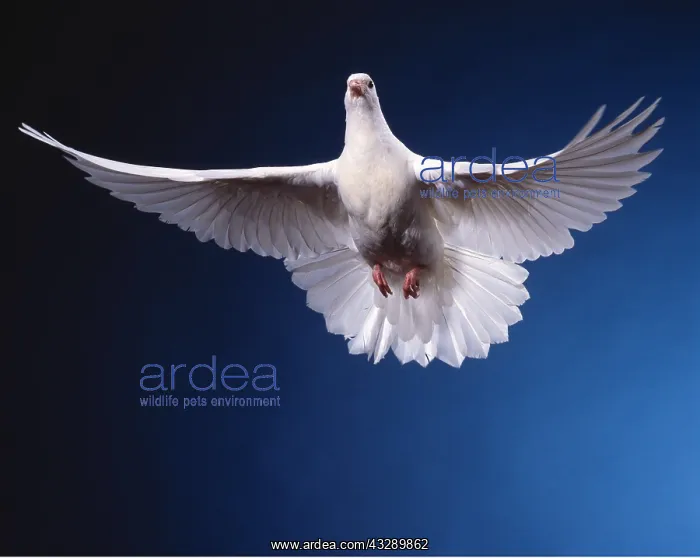 : WHITE DOVE / Rock Pigeon / Rock Dove - in flight, in studio : WHITE DOVE / Rock Pigeon / Rock Dove - in flight, in studio
