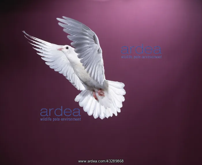 : WHITE DOVE / Rock Pigeon / Rock Dove - in flight, in studio : WHITE DOVE / Rock Pigeon / Rock Dove - in flight, in studio