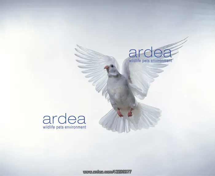: WHITE DOVE / Rock Pigeon / Rock Dove - in flight : WHITE DOVE / Rock Pigeon / Rock Dove - in flight