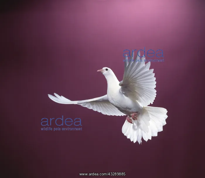 : WHITE DOVE / Rock Pigeon / Rock Dove - in flight : WHITE DOVE / Rock Pigeon / Rock Dove - in flight