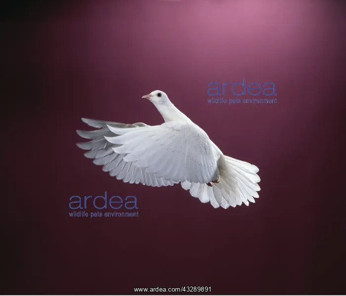 : WHITE DOVE / Rock Pigeon / Rock Dove - in flight, in studio : WHITE DOVE / Rock Pigeon / Rock Dove - in flight, in studio