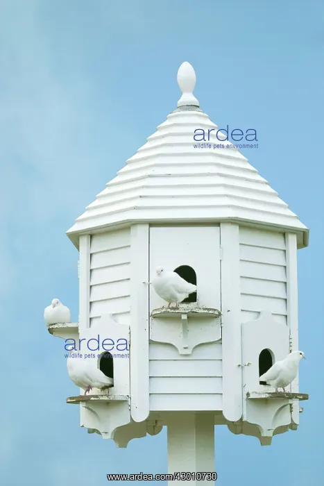 : White Doves - on white dovecote : White Doves - on white dovecote