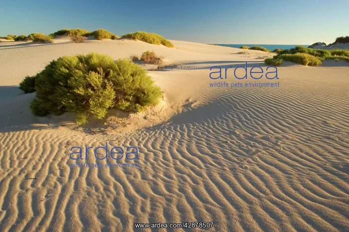  : White dunes - dunes of nearly white sand stretch