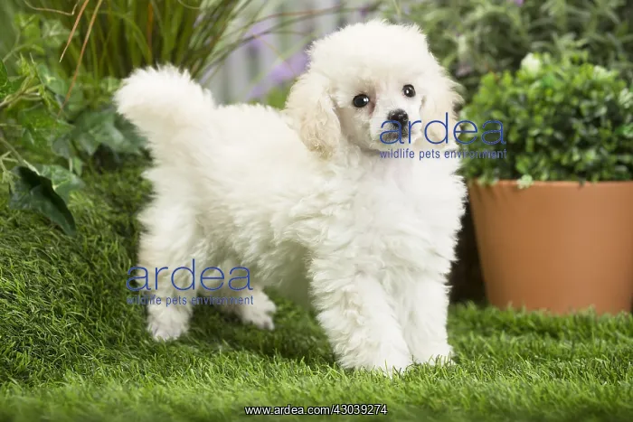  : White dwarf poodle Dog puppy
